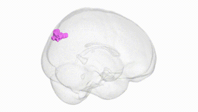 Full Brain White