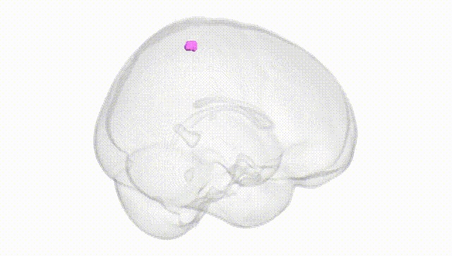 Full Brain White