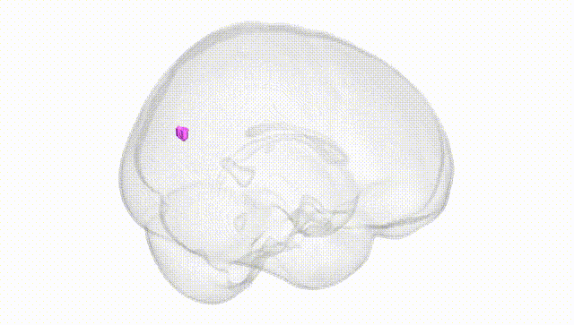 Full Brain White