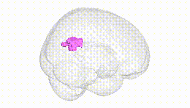 Full Brain White