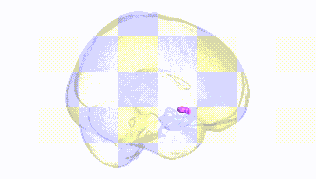 Full Brain White