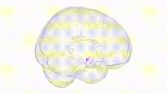 Full Brain White