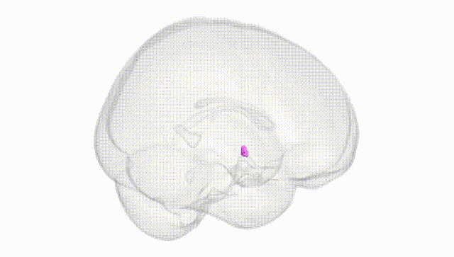 Full Brain White