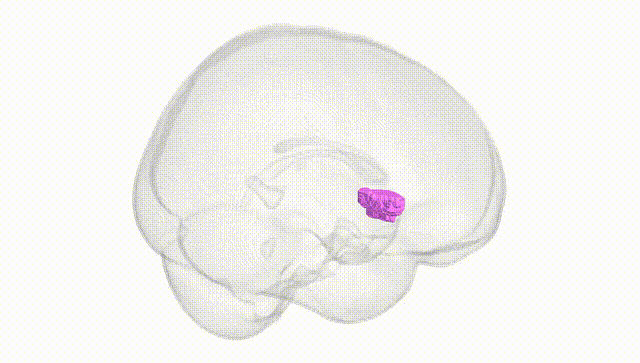 Full Brain White