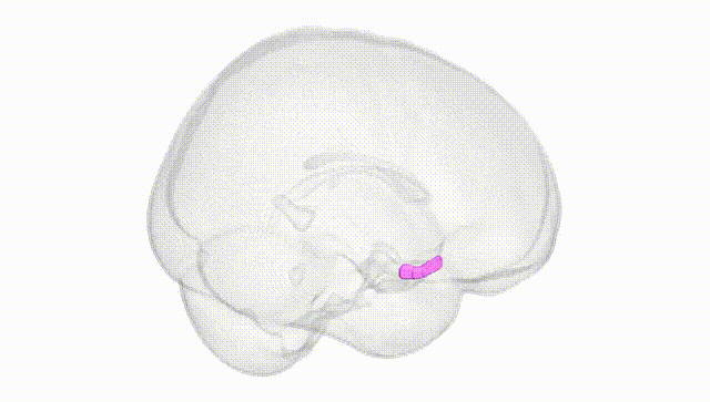 Full Brain White