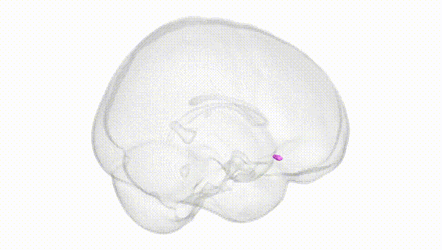 Full Brain White