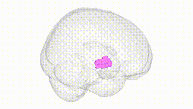 Full Brain White