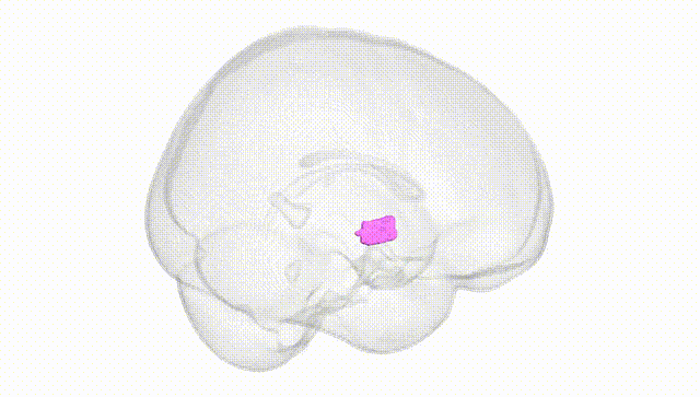 Full Brain White
