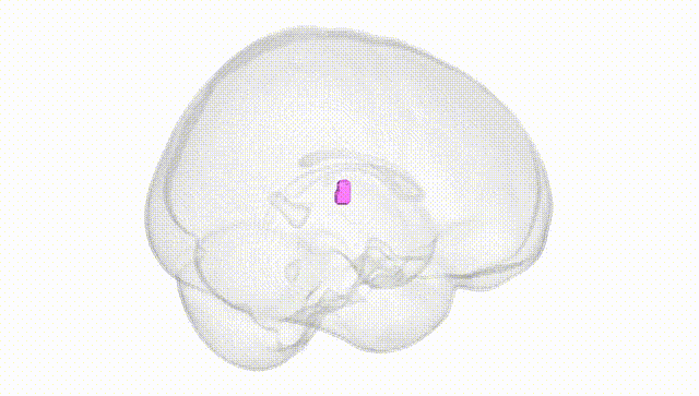 Full Brain White