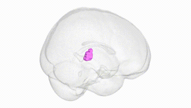 Full Brain White