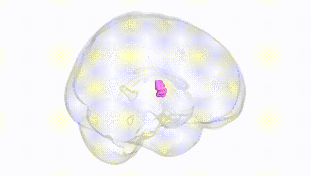Full Brain White