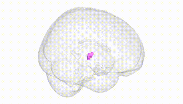 Full Brain White