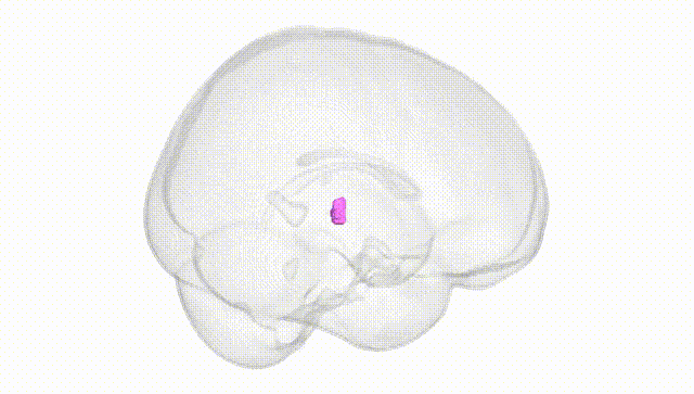 Full Brain White