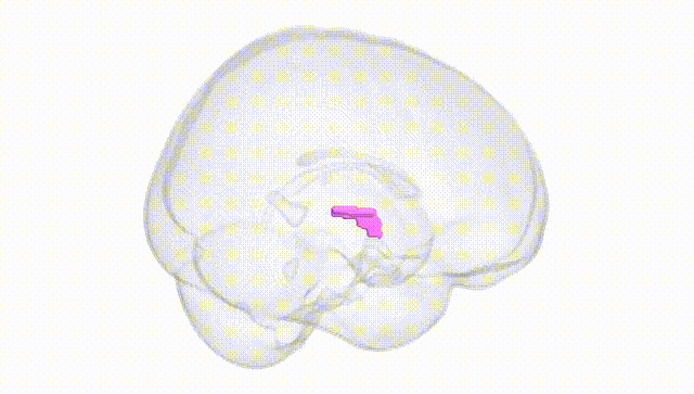 Full Brain White