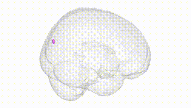 Full Brain White
