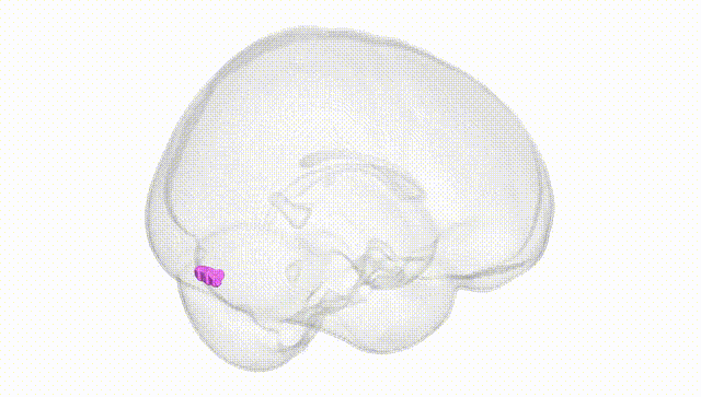Full Brain White