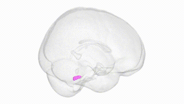 Full Brain White