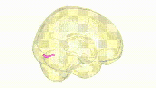Full Brain White