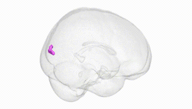 Full Brain White