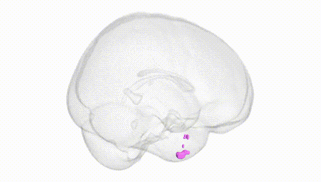 Full Brain White