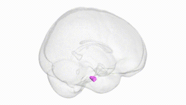 Full Brain White