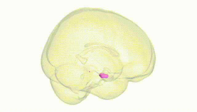 Full Brain White