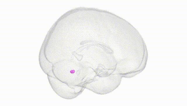 Full Brain White