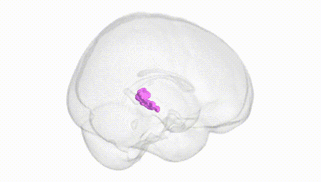 Full Brain White