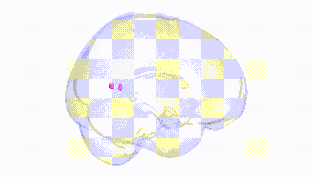 Full Brain White