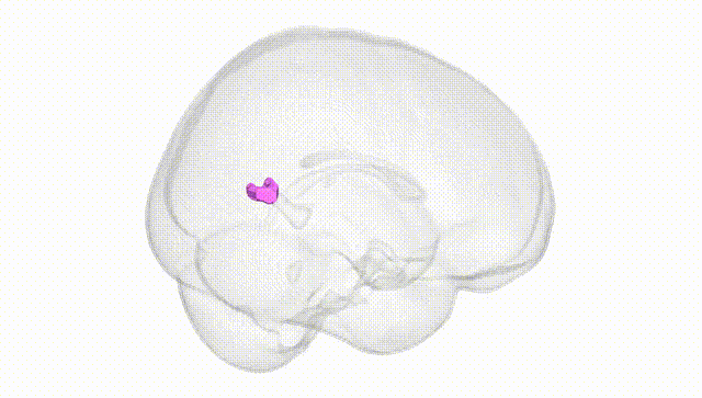 Full Brain White