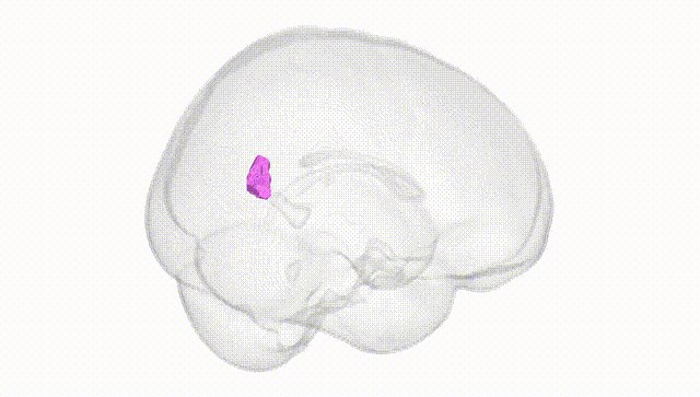 Full Brain White