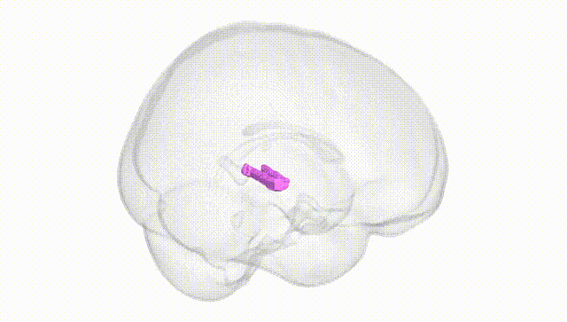 Full Brain White