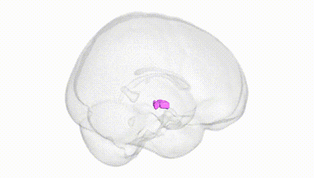 Full Brain White