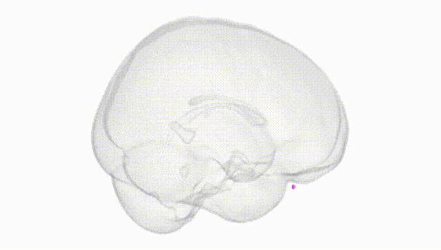 Full Brain White