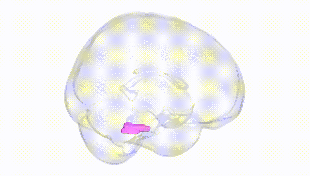 Full Brain White