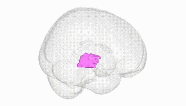 Full Brain White