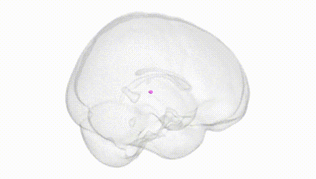 Full Brain White