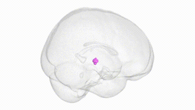 Full Brain White