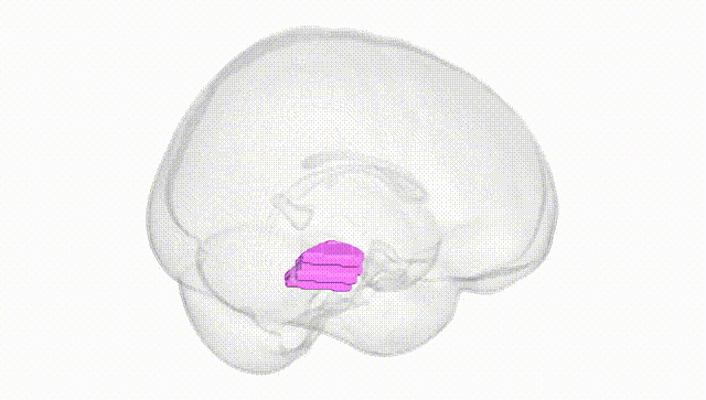 Full Brain White