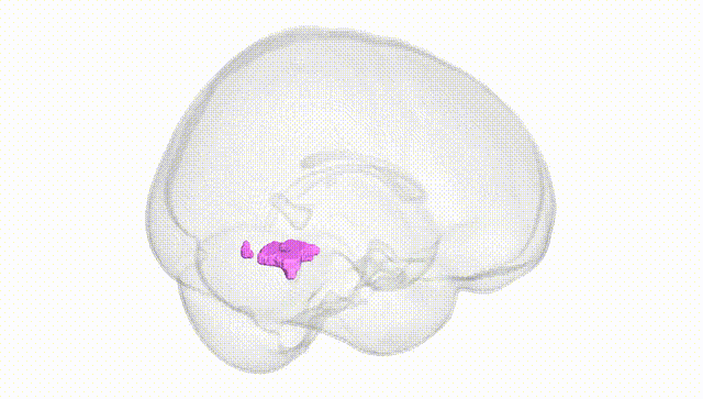 Full Brain White