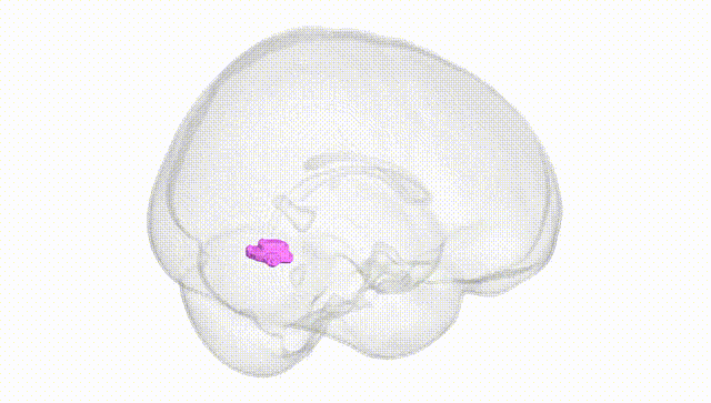 Full Brain White