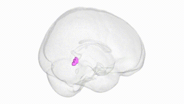 Full Brain White