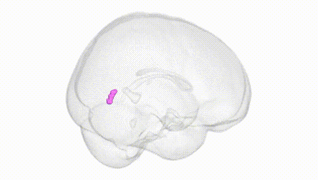 Full Brain White
