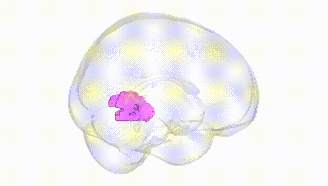 Full Brain White