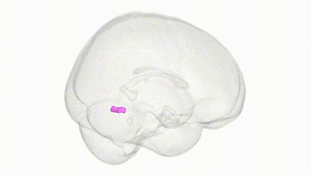 Full Brain White