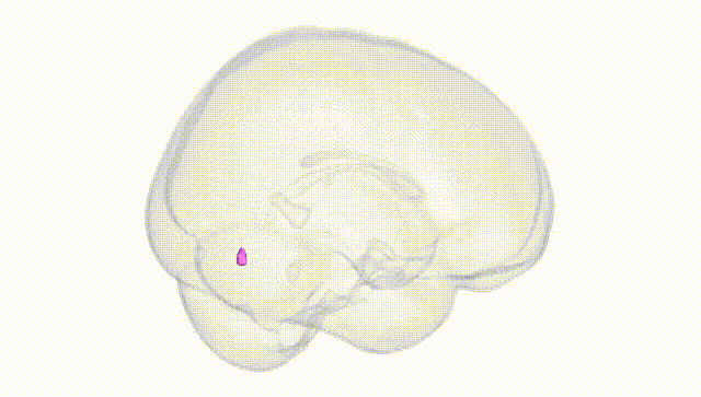 Full Brain White