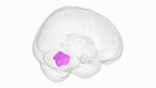 Full Brain White