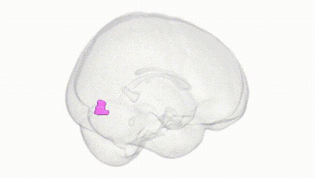 Full Brain White