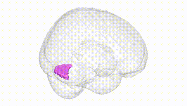 Full Brain White