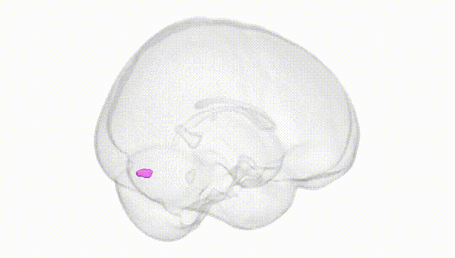 Full Brain White